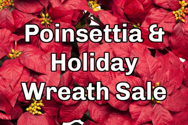 Poinsettia & Holiday Wreath Sale