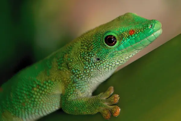 Tails & Scales Reptile Adventure Day