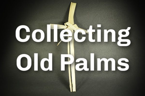 Collecting Old Palms